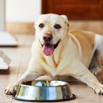 Alleva Equilibrium: идеальный сухой корм для собак